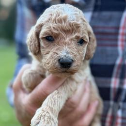 Snickers - Apricot male Poodle puppy in St. Johnsbury, Vermont from Poodles of the Northern Woods