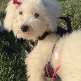 Yorkipoos and Yorkshire Terriers from Diaz Puppies Denver