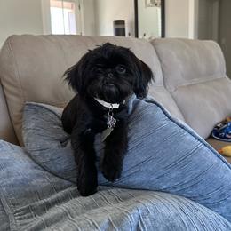 Misty Rose - Black and white female Shih Tzu puppy in Mineola, Texas from RL Phillips Shihtzus