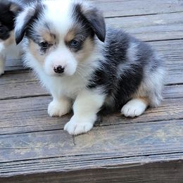 American Corgi and Pembroke Welsh Corgi Puppies from Koko's Kennels
