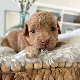 Fauna - Apricot female Goldendoodle puppy in Brooksville, Florida from Abby’s Standard Goldendoodles