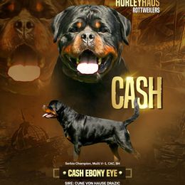 Cash - Rottweiler