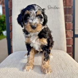 Declan - Blue merle male Bernedoodle puppy in Owasso, Oklahoma from Kallams Bernedoodles & Bernese Mountain Dogs