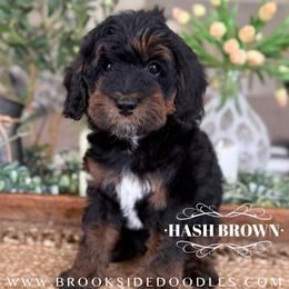 Hash brown - Phantom male Bernedoodle puppy in Temecula, California from Brookside Bernedoodles