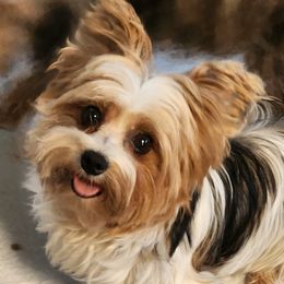 Companion Crosses and Morkies from GRIFFEY'S SPA AND KENNEL