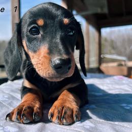 Nelli - Black and tan female Dachshund puppy in Blackstone, Virginia from Cheyenne's Dachshunds