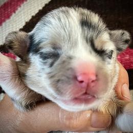 Happy is - Blue merle and white female American Corgi puppy in Tome, New Mexico from Blue Diamond Welsh corgis