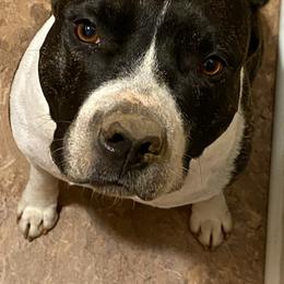 American Staffordshire Terriers from Carolyn's Pups