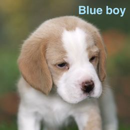 Blue Boy - Red and white male Beagle puppy in Palm City, Florida from VR Wanderlust Beagles