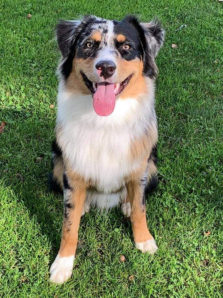 Rose Valley Aussies in Pennsylvania | Australian Shepherd puppies ...