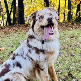 Archer - Australian Shepherd