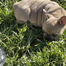 Boston Terrier and French Bulldog Puppies from High Plains