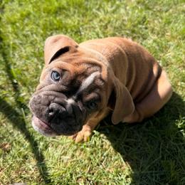 Raven - Fawn female Bulldog puppy in Hemlock, Michigan from Brady English Bulldogs