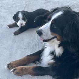 Bernese Mountain Dog Puppies from Willow Tree Berners