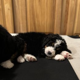 Bernedoodle Puppies from Bern'N Love Doodles
