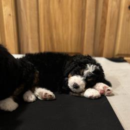 Bernedoodle Puppies from Bern'N Love Doodles