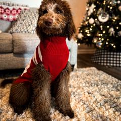 Double Doodle and Goldendoodle All Grown Up from Patterson Doodles