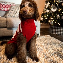 Double Doodle and Goldendoodle All Grown Up from Patterson Doodles