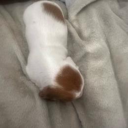 Girl 2 - Piebald female Dachshund puppy in Oakley, California from East Coco Mini Dachshunds