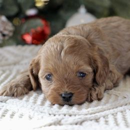 Cheer - Apricot female Cavapoo puppy in Lewisburg, Pennsylvania from Cinda's Cavapoos