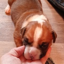 Boxer Puppies from Nikki's Boxers