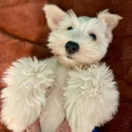 Sydney - Miniature Schnauzer