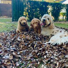 Goldendoodle puppies from Rezapour Doodle Estate