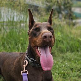 Mazikeen - Doberman Pinscher