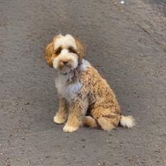 Mack - Australian Labradoodle