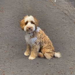 Mack - Australian Labradoodle