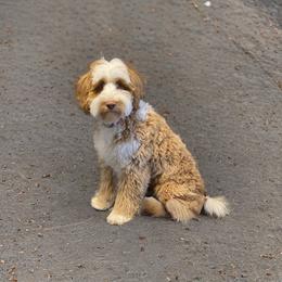 Mack - Australian Labradoodle