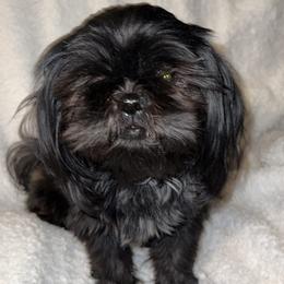 Shih Tzu puppies from Calta’s Cute Shih Tzu