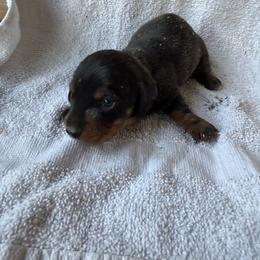 Doug - Black and tan male Dachshund puppy in Pearce, Arizona from Katy West Weenies