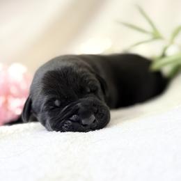 Labrador Retriever Puppies from Knotty Creek Labradors