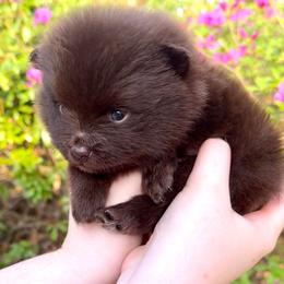 Pomeranian Puppies from Whippoorwill Pomeranians