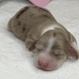 Dachshund Puppies from RRD