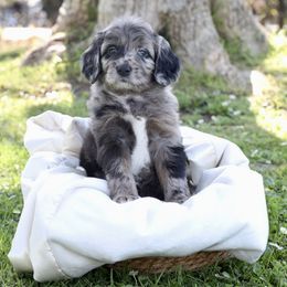 Trix - Merle female Sheepadoodle puppy in Los Angeles, California from Exquisite Doodles