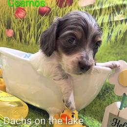 Cosmos - Blue and cream male Dachshund puppy in Grove, Oklahoma from Dachs on the lake