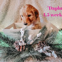 Goldendoodle Puppies from Big Top Doodles