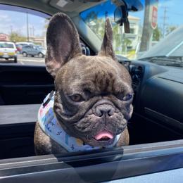 Zoey - French Bulldog