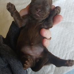 Tawny - Liver female Shih Tzu puppy in Brodnax, Virginia from Kbsshihtzus