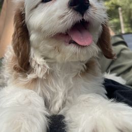 Cavapoos and Poodles from Bright Morning Star Pups
