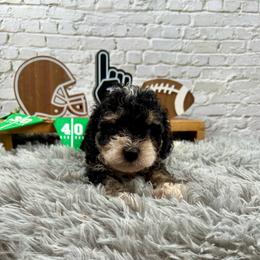 Ace - Tri-color male Bernedoodle puppy in Lancaster, Missouri from Cavapoo Acres