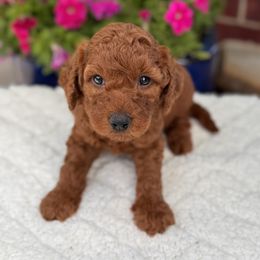 Male 3 - Red  male Goldendoodle puppy in Kaufman, Texas from Teddy Doods: Goldendoodles & Poodles