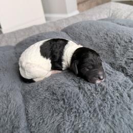 Girl 1 - female Poodle puppy in Jacksonville, Florida from Lolo’s Aussiedoodle