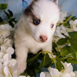 Zoey - Red and white female Pomsky puppy in Spring Hill, Florida from www.PuppyTimeEmporium.com