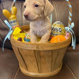 AKC 'Jesse James' - Cream male Dachshund puppy in Joshua Tree, California from Desert Dreams Ranch