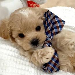 Valentino - Apricot male Maltipoo puppy in Spring, Texas from GlamPaw Maltipoos