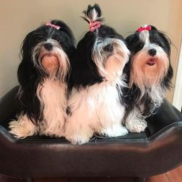 Havanese from Guys & Dolls of La Brisa Havanese