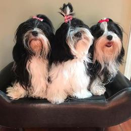 Havanese from Guys & Dolls of La Brisa Havanese